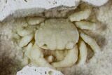 Fossil Crab (Potamon) Preserved in Travertine - Turkey #112337-4